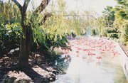 003-More Flamingos